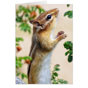 Dans la portée - tamia