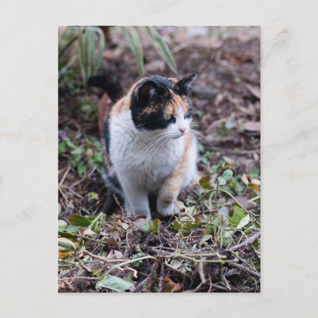 Dans le jardin - Carte postale (Devant)