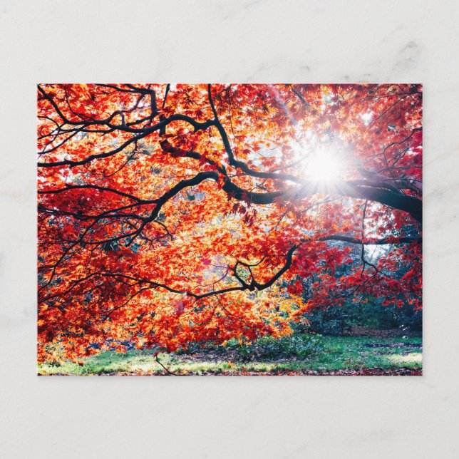 DANS LES COULEURS MAGIQUES DE LA CARTE POSTALE AUT (Devant)
