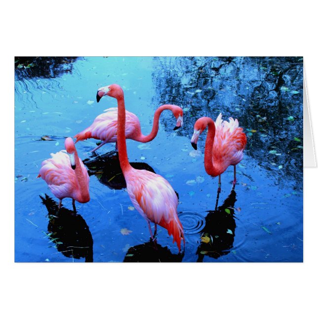 Danse de Flamants roses (Devant horizontal)