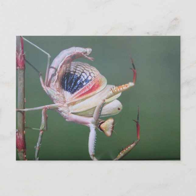 Danse de la carte postale de la mante religieuse (Devant)
