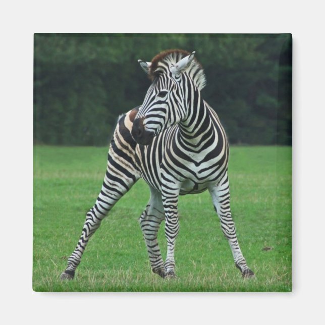 Danser aimant Zebra (Devant)