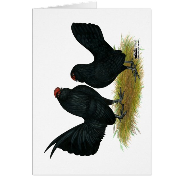D'Anvers Black Bantams (Devant)