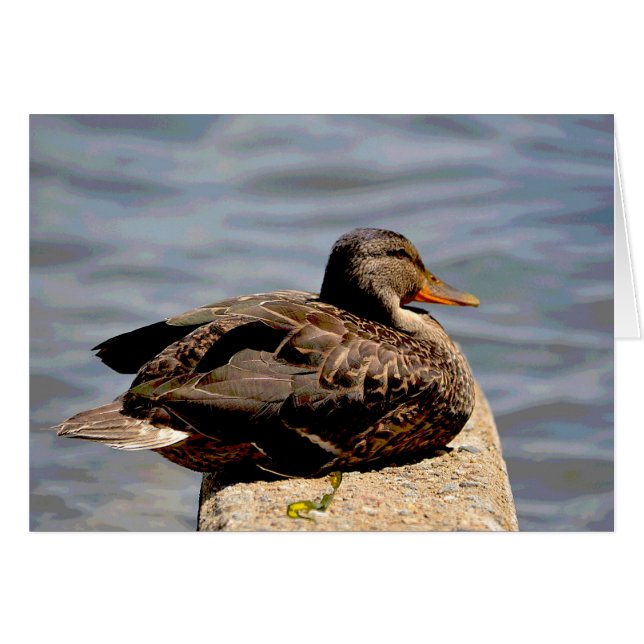 Dapper Duck (Devant horizontal)