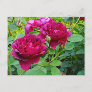 Darcey Bussell Rose #2 Carte postale