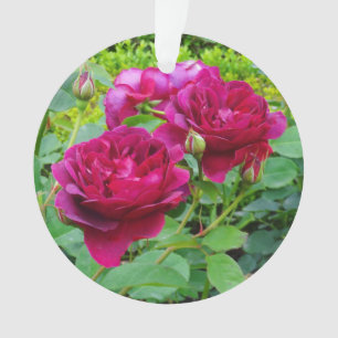 Darcey Bussell Rose #2 Ornement
