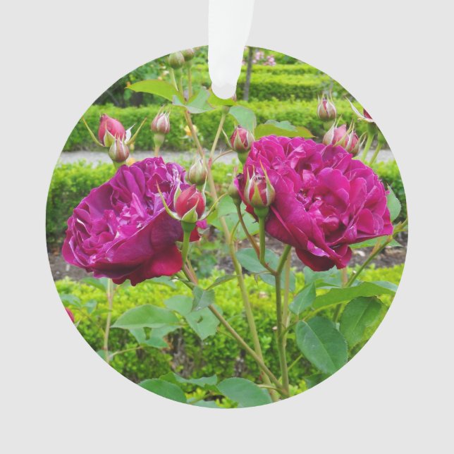 Darcey Bussell Rose #3 Ornement (devant)