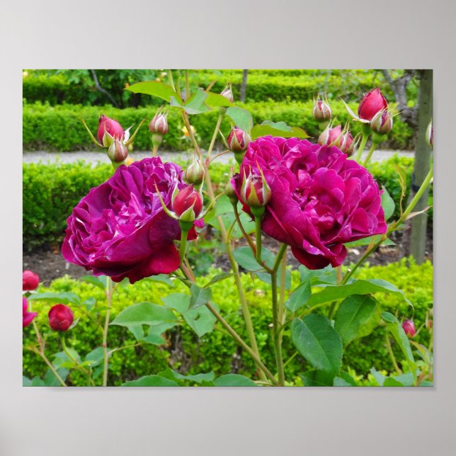 Darcey Bussell Rose #3 Poster (Devant)