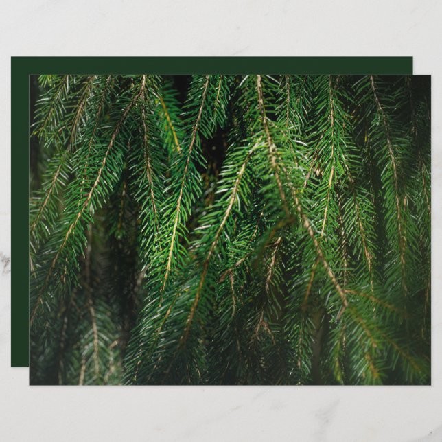 Dark green spruce tree, winter Scrapbook Paper (Devant / Derrière)