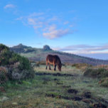 Dartmoor sauvage Magnet de cheval de poney<br><div class="desc">À quelques pas de la destination populaire des rochers Haytor, ce poney Dartmoor trouve un endroit tranquille pour paître dans la douce lumière de l'après-midi. Au loin, des formations nuageuses douces survolent les landes accidentées, évoquant un sentiment de calme. Kat here - Merci pour regarder une de mes photos. J'adore...</div>