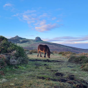 Dartmoor sauvage Magnet de cheval de poney