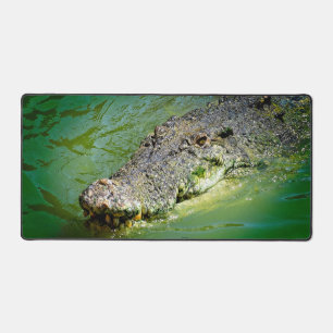 Darwin - Crocodile d'eau salée