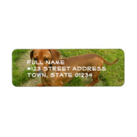 Daschund Adresse de retour Étiquette de messagerie