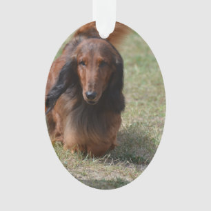 Daschund aux cheveux longs mignon