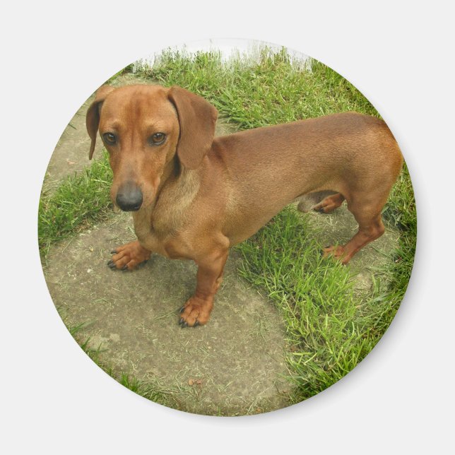 Daschund Magnet (Devant)