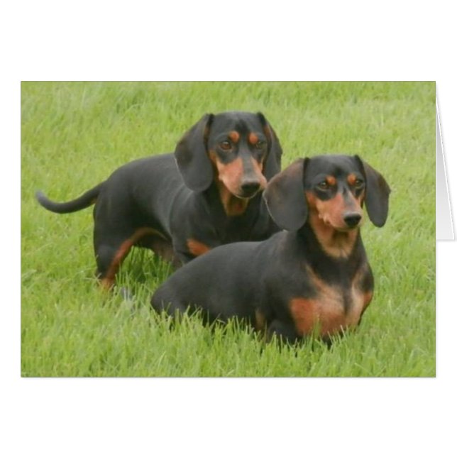 Dashunds (Devant Horizontal)