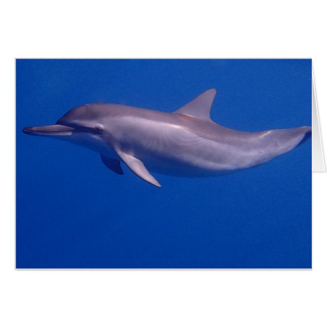 dauphin (Devant horizontal)