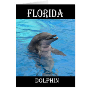 Dauphin de Floride