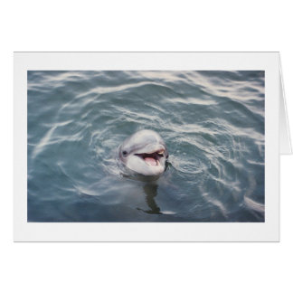 dauphin de goulot d'étranglement de l'atlantique