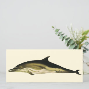 Dauphin Delphinus Delphis, Animaux Marins Rétro