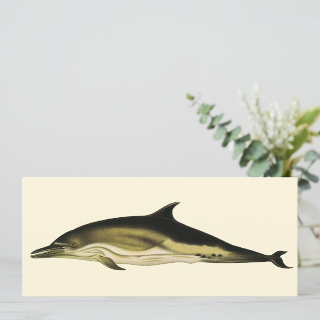 Dauphin Delphinus Delphis, Animaux Marins Rétro (Debout devant)