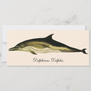 Dauphin Delphinus Delphis, Animaux Marins Vintage