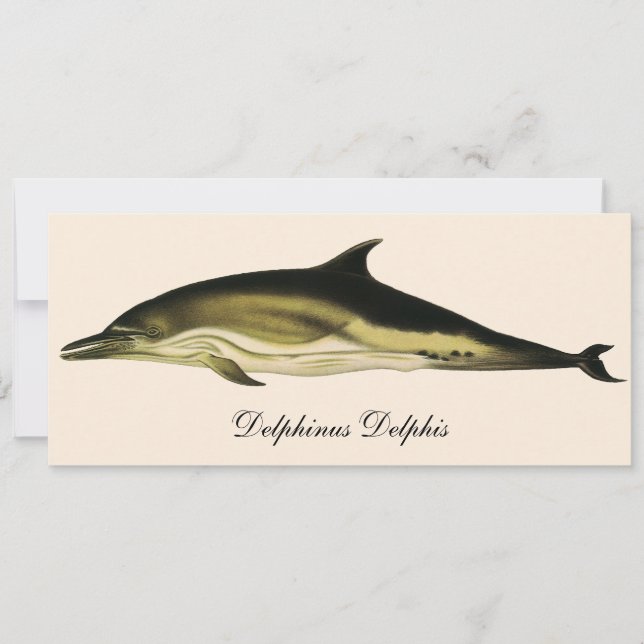 Dauphin Delphinus Delphis, Animaux Marins Vintage (Devant)