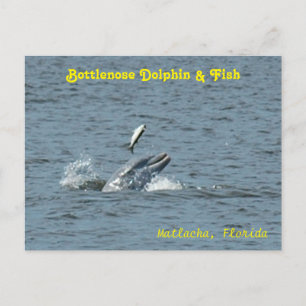Dauphin jouant avec le poisson Carte postale