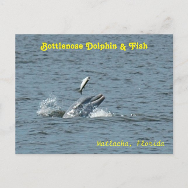Dauphin jouant avec le poisson Carte postale (Devant)