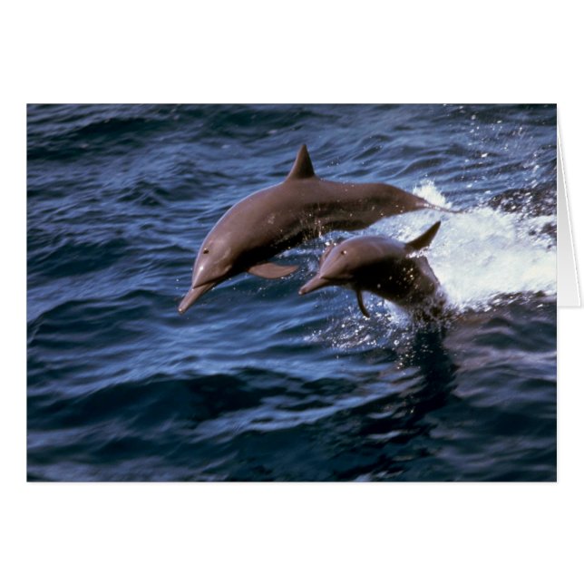 Dauphin renversé (Devant horizontal)