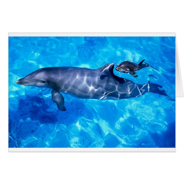 dauphins (Devant horizontal)