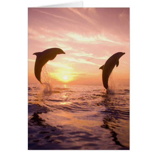 Dauphins à gros nez Tursiops truncatus (Devant)