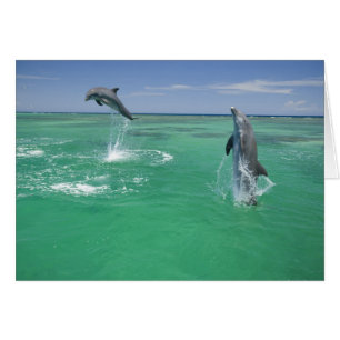 Dauphins à gros nez Tursiops truncatus