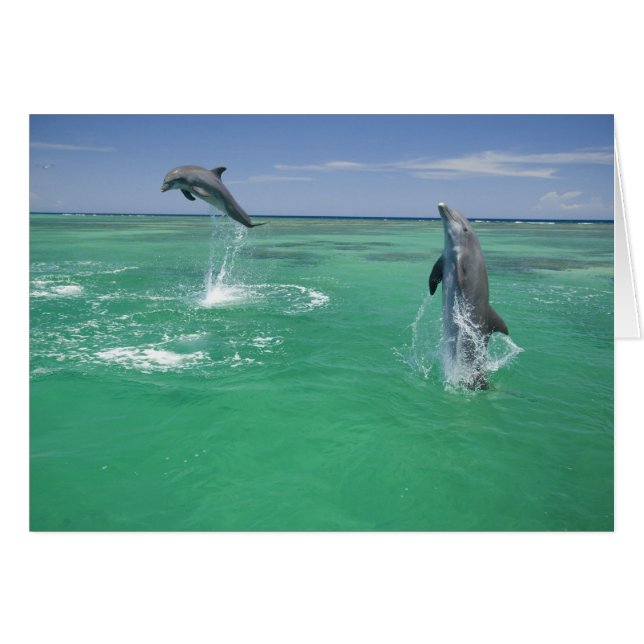 Dauphins à gros nez Tursiops truncatus (Devant horizontal)