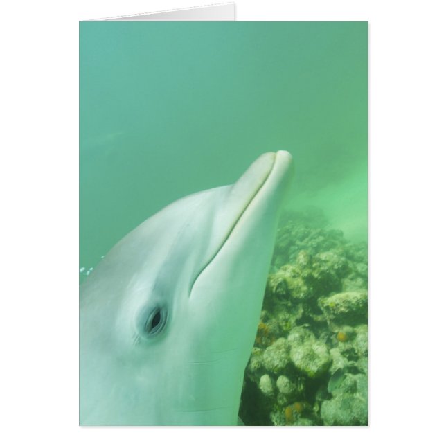 Dauphins à gros nez Tursiops truncatus (Devant)