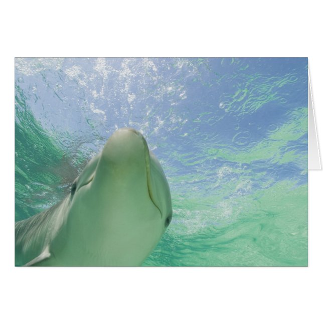 Dauphins à gros nez (Tursiops truncatus) (Devant horizontal)