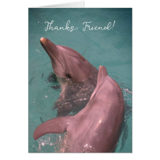 Dauphins Ami Merci Jouant Ensemble