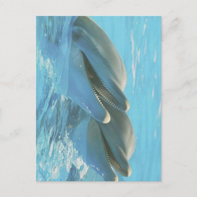 Dauphins Cozumel, Mexique Carte postale (Devant)