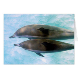 Dauphins de fileur Oahu Hawaï