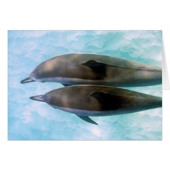 Dauphins de fileur | Oahu Hawaï (Devant horizontal)