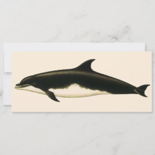 Dauphins Delphinus Tursio, Animaux Marins Vintage