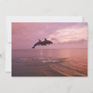 Dauphins en voie de disparition au coucher du sole