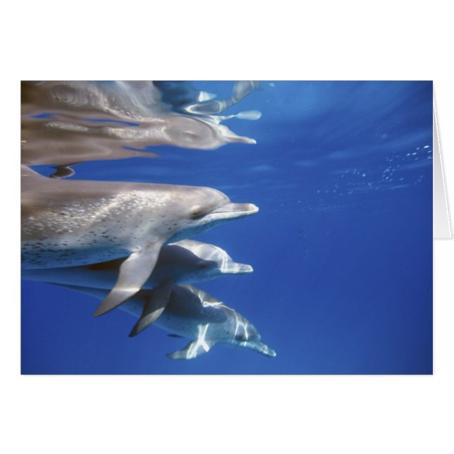dauphins tachetés de l'Atlantique. Bimini, Bahamas (Devant horizontal)