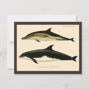 Dauphins vintage, mammifères marins Animaux 