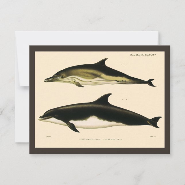 Dauphins vintage, mammifères marins Animaux  (Devant)