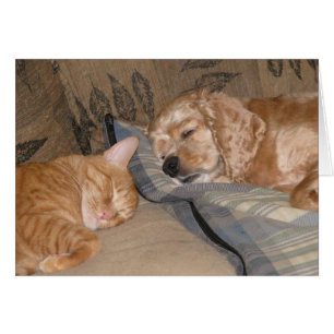 Dax et part d'occasion