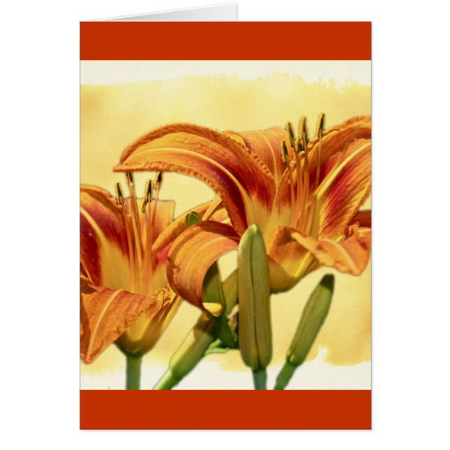 Daylilies - Hemerocallis (Devant)