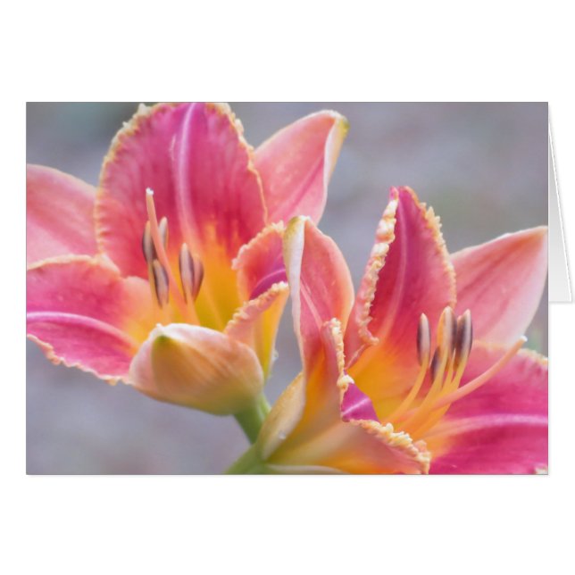 Daylily Art (Devant horizontal)