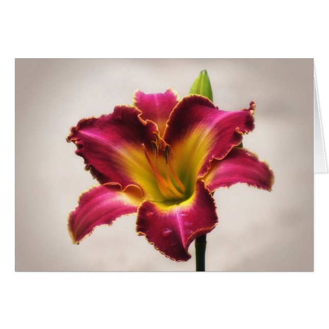 Daylily cherokee d'héritage (Devant horizontal)