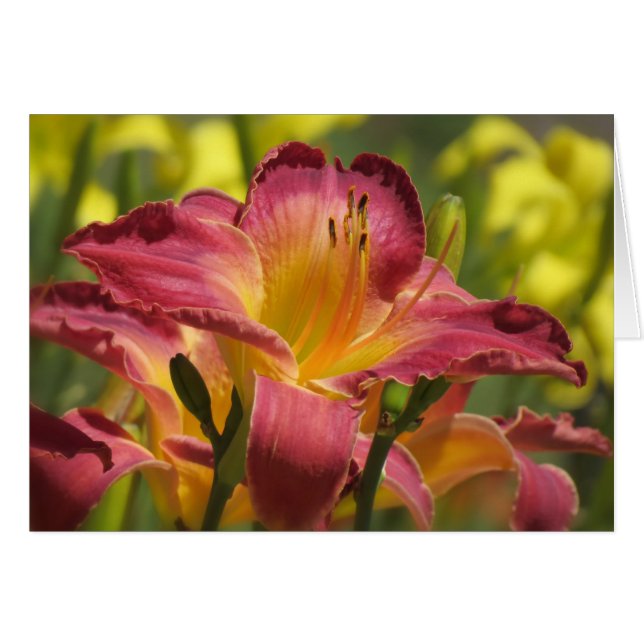 Daylily Sheik (Devant horizontal)